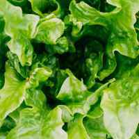 Laitue