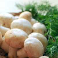 Champignon